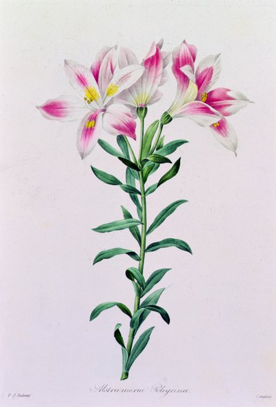 Alstroemeria Peregrina (färgad gravyr) av Pierre Joseph Redouté
