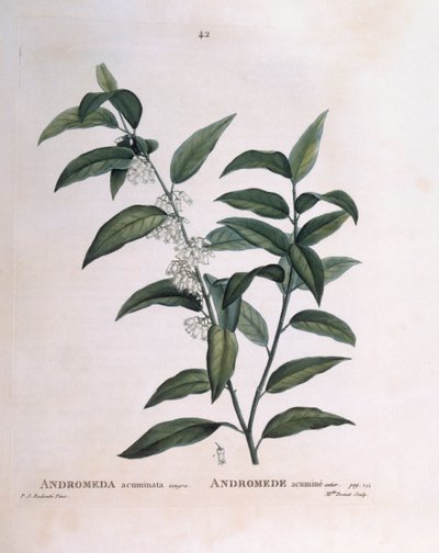 Andromeda acuminata Henry Louis Duhamel du Monceau, botanisk platta av Pierre Joseph Redouté av Pierre Joseph Redouté