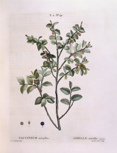 Blåbär (Vaccinium myrtillus), Henry Louis Duhamel du Monceau, botanisk tallrik av Pierre Joseph Redouté av Pierre Joseph Redouté