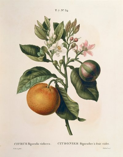 Bitterorange mit violetter Frucht von Pierre Joseph Redouté von Pierre Joseph Redouté