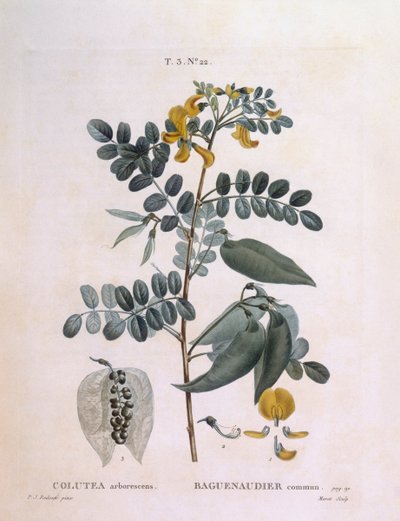 Blåsensenna (Colutea arborescence), Henry Louis Duhamel du Monceau, botanisk platta av Pierre Joseph Redouté av Pierre Joseph Redouté
