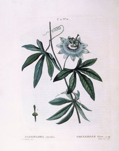 Blaue Passionsblume (Passiflora caerulea), botanische Tafel von Pierre Joseph Redouté von Pierre Joseph Redouté