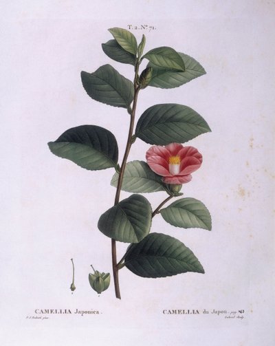 Camellia (Camellia japonica), Henry Louis Duhamel du Monceau, botanisk platta av Pierre Joseph Redouté av Pierre Joseph Redouté