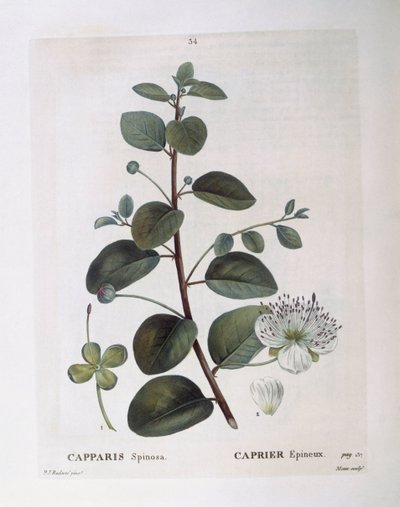 Kapris (Capparis spinosa), Henry Louis Duhamel du Monceau, botanisk platta av Pierre Joseph Redouté av Pierre Joseph Redouté