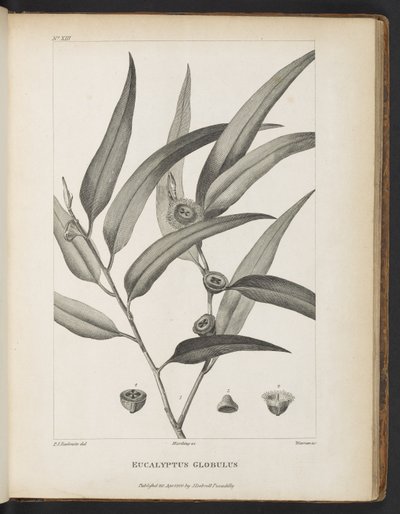 Eucalyptus Globulus från "An account of a voyage in search of La Perouse" av Jacques-Julien Houtou de La Billardière av Pierre Joseph Redouté