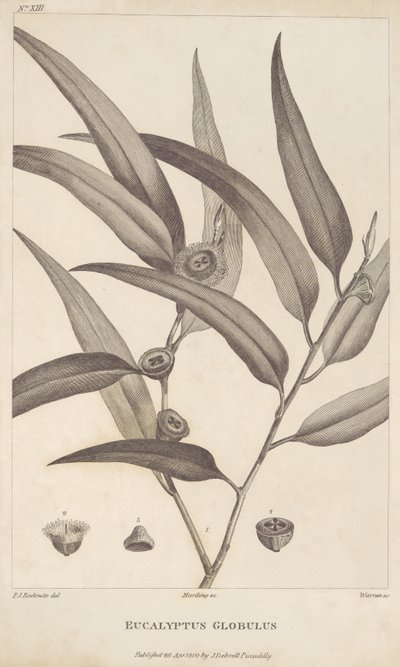Eucalyptus Globulus från "An account of a voyage in search of La Perouse" av Jacques-Julien Houtou de La Billardière av Pierre Joseph Redouté