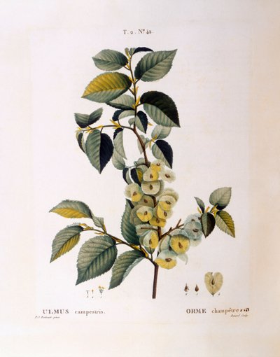 Fältalm (Ulmus campestris gold minor), Henry Louis Duhamel du Monceau, botanisk platta av Pierre Joseph Redouté av Pierre Joseph Redouté