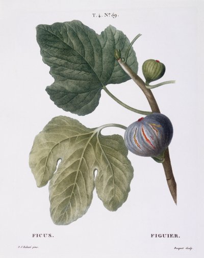 Fikon (Ficus), Henry Louis Duhamel du Monceau, botanisk platta av Pierre Joseph Redouté av Pierre Joseph Redouté