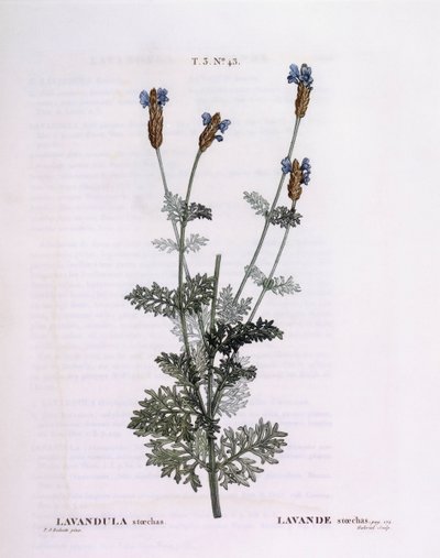 Fransk lavendel (Lavandula stoechas), Henry Louis Duhamel du Monceau, botanisk tallrik av Pierre Joseph Redouté av Pierre Joseph Redouté