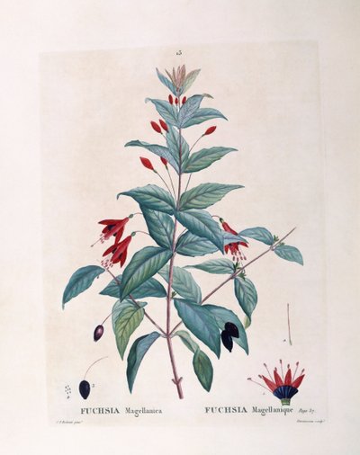 Fuchsia (Fuchsia magellanica), Henry Louis Duhamel du Monceau, botanisk platta av Pierre Joseph Redouté av Pierre Joseph Redouté