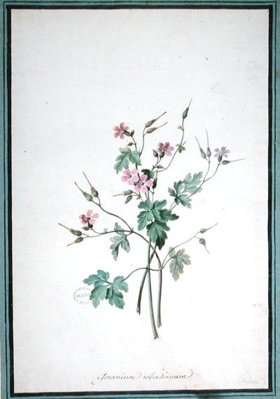Geranium Robertianum (akvarell) av Pierre Joseph Redouté