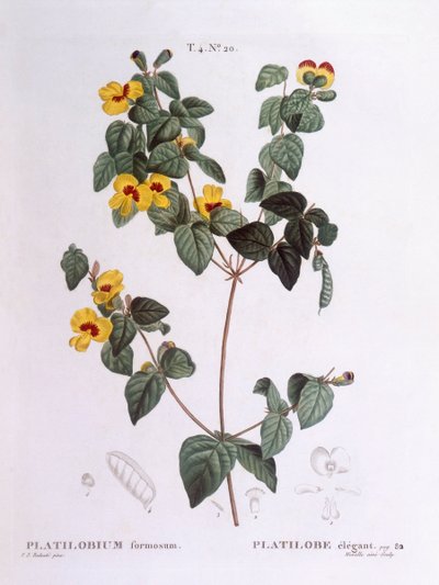 Stilig platt ärta (Platylobium formosum), Henry Louis Duhamel du Monceau, botanisk platta av Pierre Joseph Redouté av Pierre Joseph Redouté
