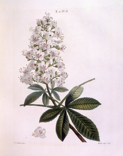 Hästkastanj eller Conkerträd (Aesculus hippocastanum), Henry Louis Duhamel du Monceau, botanisk platta av Pierre Joseph Redouté av Pierre Joseph Redouté