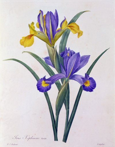 Iris Xiphium (färgad gravyr) av Pierre Joseph Redouté