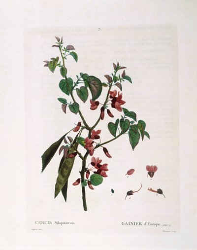 Judasträd (Cercis siliquastrum), Henry Louis Duhamel du Monceau, botanisk platta av Pierre Joseph Redouté av Pierre Joseph Redouté