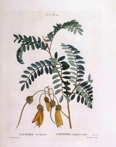 Kowhai (Sophora tetraptera eller Edwardsia grandiflora), Henry Louis Duhamel du Monceau, botanisk platta av Pierre Joseph Redouté av Pierre Joseph Redouté