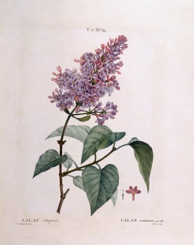 Syren (Syringa vulgaris), Henry Louis Duhamel du Monceau, botanisk platta av Pierre Joseph Redouté av Pierre Joseph Redouté