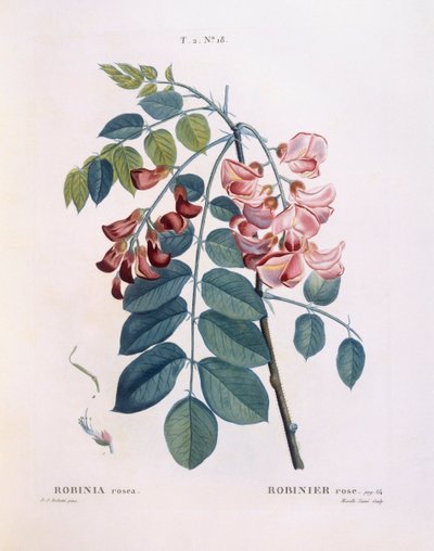 Locust (Robinia rosea), Henry Louis Duhamel du Monceau, botanisk tallrik av Pierre Joseph Redouté av Pierre Joseph Redouté