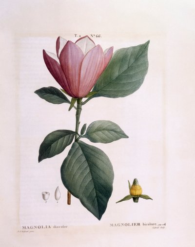 Magnolia (Magnolia discolour), Henry Louis Duhamel du Monceau, botanisk platta av Pierre Joseph Redouté av Pierre Joseph Redouté