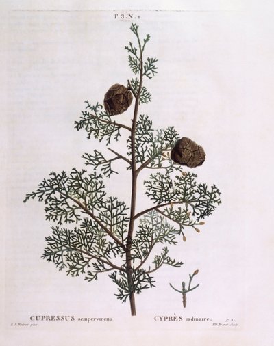 Mittelmeer-Zypresse (Cupressus sempervirens), botanische Tafel von Pierre Joseph Redouté von Pierre Joseph Redouté