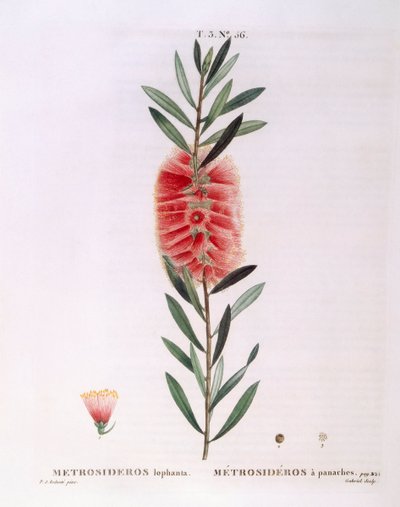 Metrosideros Lophanta Henry Louis Duhamel du Monceau, botanisk platta av Pierre Joseph Redouté av Pierre Joseph Redouté