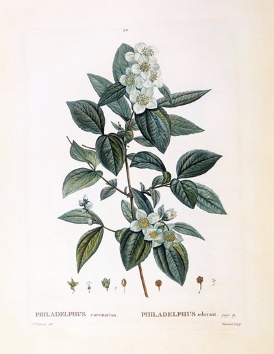 Mock orange (Philadelphus coronarius), Henry Louis Duhamel du Monceau, botanisk platta av Pierre Joseph Redouté av Pierre Joseph Redouté