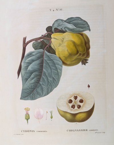 Quince (Cydonia communis), Henry Louis Duhamel du Monceau, botanisk platta av Pierre Joseph Redouté av Pierre Joseph Redouté