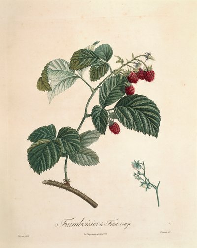 Hallon av Pierre Joseph Redoute (1759-1840) av Pierre Joseph Redouté