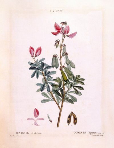Restharrow (Ononis fruticosa), Henry Louis Duhamel du Monceau, botanisk tallrik av Pierre Joseph Redouté av Pierre Joseph Redouté