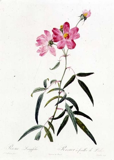 Rosa Longifolia av Pierre Joseph Redouté