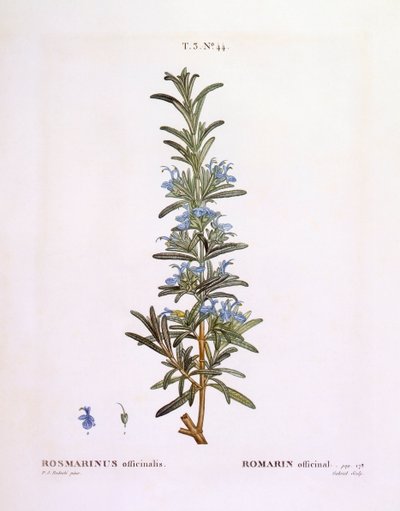 Rosmarin (Rosmarinus officinalis), Henry Louis Duhamel du Monceau, botanisk platta av Pierre Joseph Redouté av Pierre Joseph Redouté