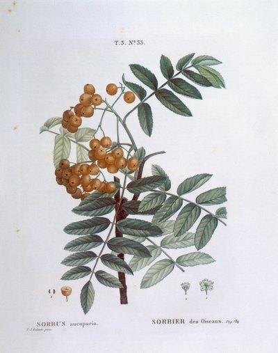 Rönn eller europeisk bergsaska (Sorbus aucuparia), Henry Louis Duhamel du Monceau, botanisk platta av Pierre Joseph Redouté av Pierre Joseph Redouté