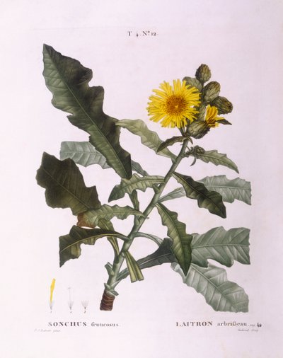 Såtistel (Sonchus fruticosus), Henry Louis Duhamel du Monceau, botanisk platta av Pierre Joseph Redouté av Pierre Joseph Redouté
