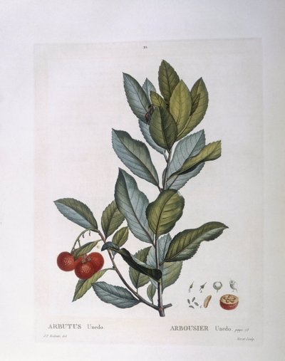 Jordgubbsträd (Arbutus unedo), Henry Louis Duhamel du Monceau, botanisk tallrik av Pierre Joseph Redouté av Pierre Joseph Redouté