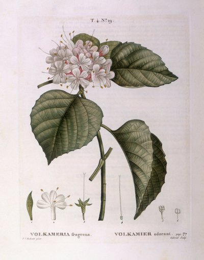 Volkameria fragrans Henry Louis Duhamel du Monceau, botanisk tallrik av Pierre Joseph Redouté av Pierre Joseph Redouté