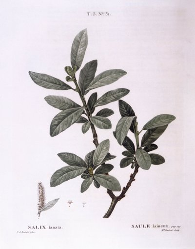 Pil (Salix lanata), Henry Louis Duhamel du Monceau, botanisk platta av Pierre Joseph Redouté av Pierre Joseph Redouté