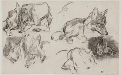 Studier av marockanska hundar. av Pierre Andrieu