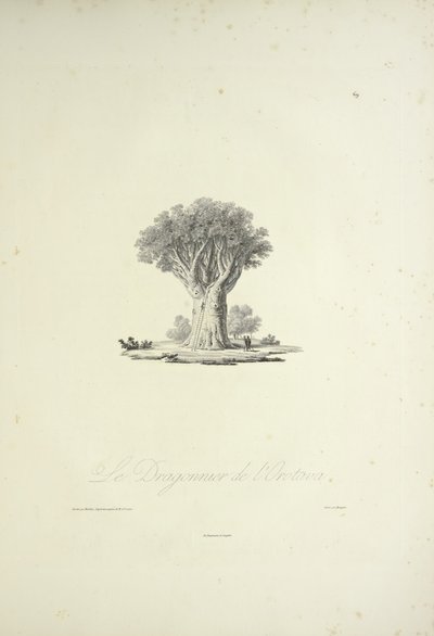 The Dragon Tree of Orotava, graverad av Bouquet, illustration från "Views of the Cordilleras and Monuments of the Native Peoples of America" ​​av Alexander von Humboldt och Aime Bonpland av Pierre Antoine (after) Marchais