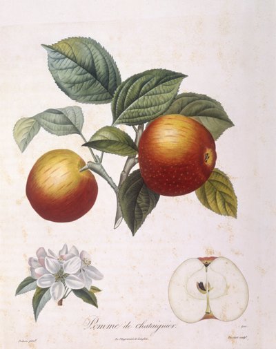 Äpple "Kastanjeäpple" Henry Louis Duhamel du Monceau, botanisk tallrik av Pierre Antoine Poiteau av Pierre Antoine (after) Poiteau