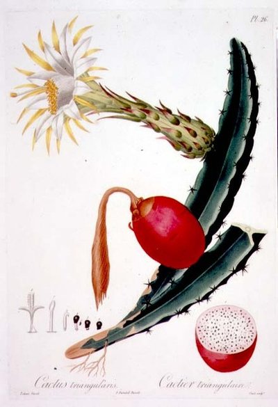 Cactus Triangularis, plåt 26 från 