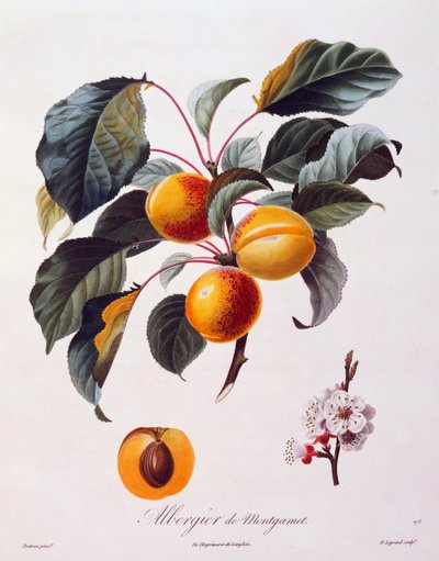 Frukter och blommor av aprikos Albergier De Montgamet, ca 1846, färgad gravyr av Pierre-Antoine Poiteau från Pomolgie Francais, Frankrike av Pierre Antoine (after) Poiteau