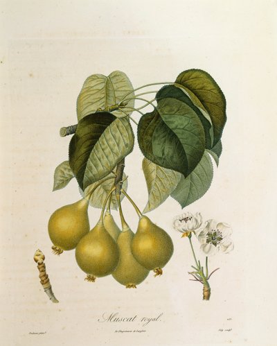 Muscat Royal Apricot av Antoine Poiteau av Pierre Antoine (after) Poiteau