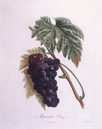 Muscat druvranka (Vitis vinifera), Henry Louis Duhamel du Monceau, botanisk tallrik av Pierre Antoine Poiteau av Pierre Antoine (after) Poiteau