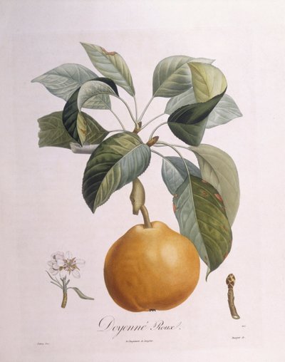 Päron "Doyenné roux" Henry Louis Duhamel du Monceau, botanisk platta av Pierre Antoine Poiteau av Pierre Antoine (after) Poiteau