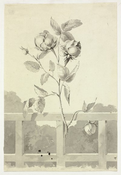 Rose av Pierre Antoine Mongin