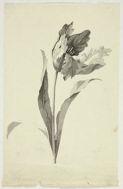 Tulpan av Pierre Antoine Mongin