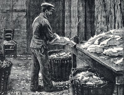Läder: splittring av kaninskinn för att göra läder Gravyr från "Excursion a travers les metiers" av Pierre Calmette Private Collection av Pierre Calmettes