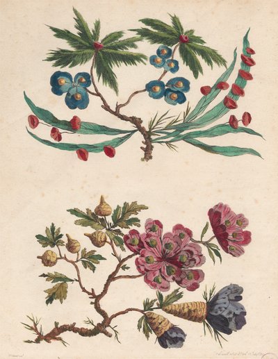 Två sprayer av imaginära blommor av Pierre Charles Canot