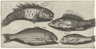 Bockfish, abborre, goby och en okänd fisk Fiske (serietitel) Piscivm vivae-ikoner (serietitel) av Pierre Firens