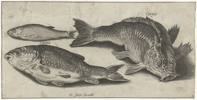 Tre karpar Fiske (serietitel) Piscium vivae-ikoner (serietitel) av Pierre Firens